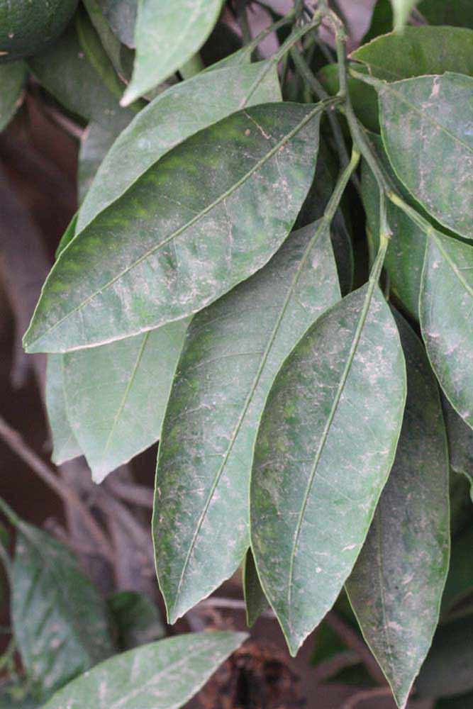              Shade leaves (Riverside, CA)       